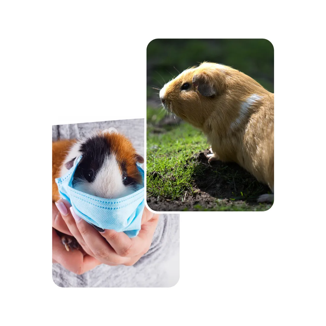 guinea pig respiratory
