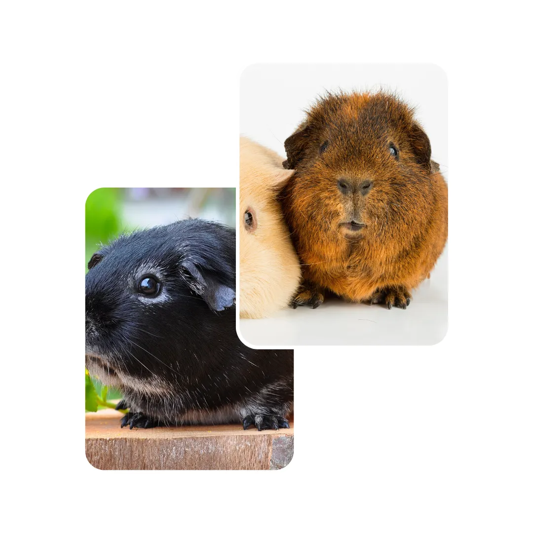 guinea pig skin disease