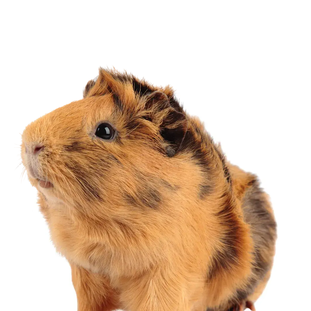 guinea pig skin disease