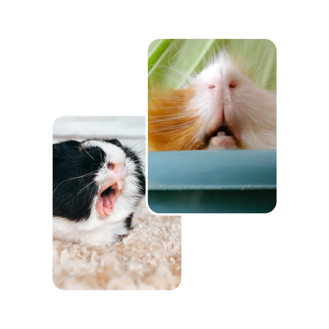 guinea pig teeth trimming