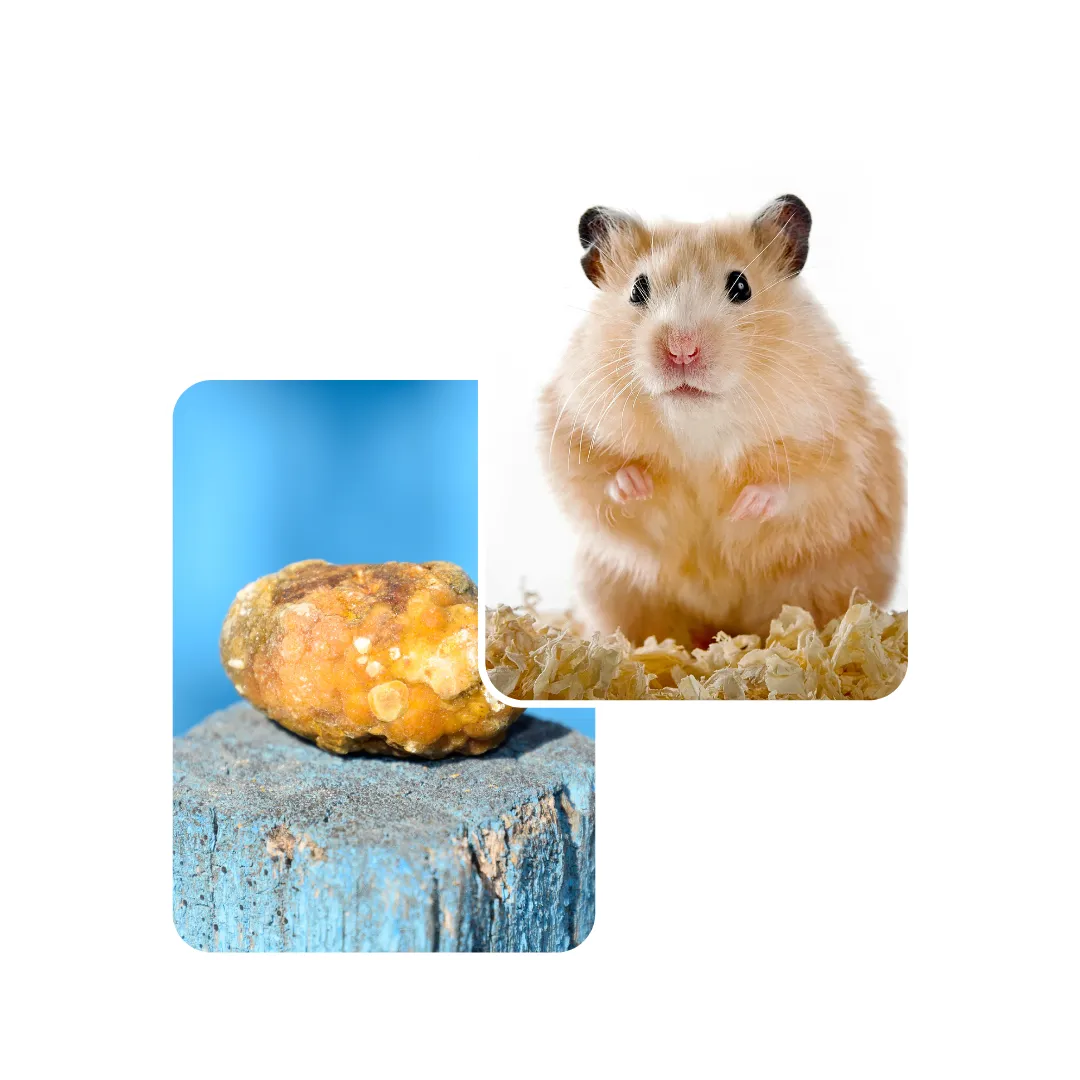hamster bladder stone