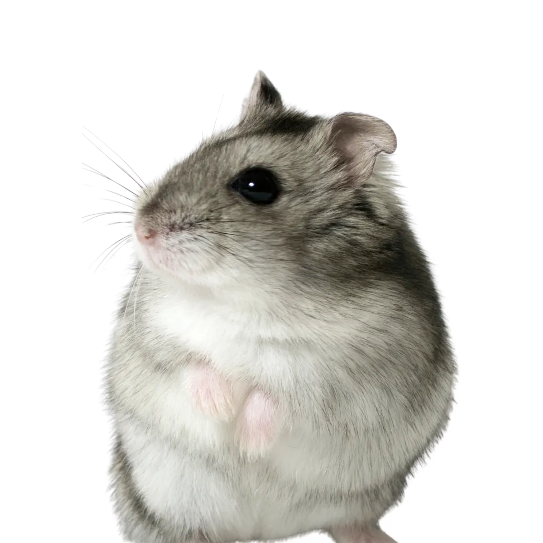 hamster diarrhea