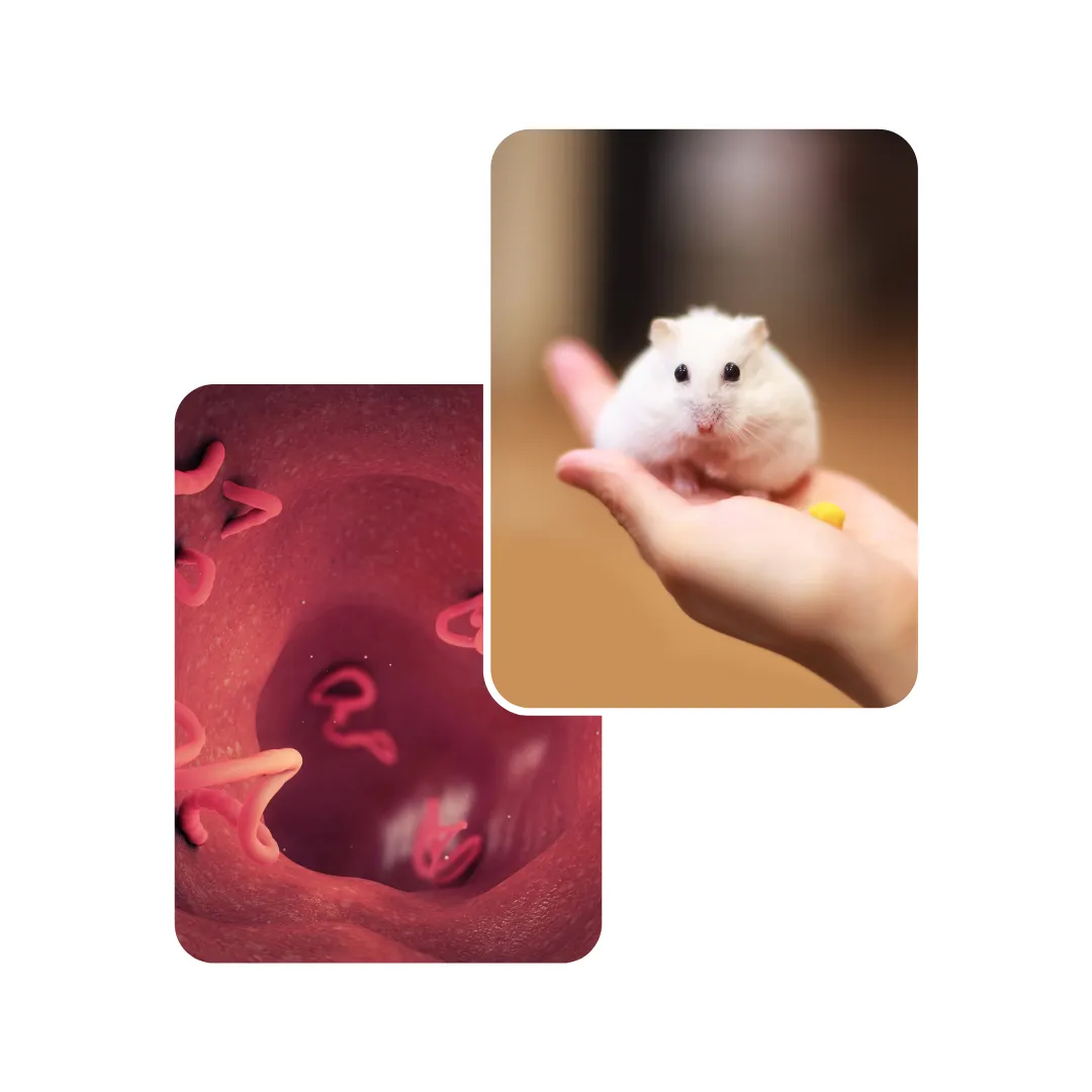 hamster diarrhea