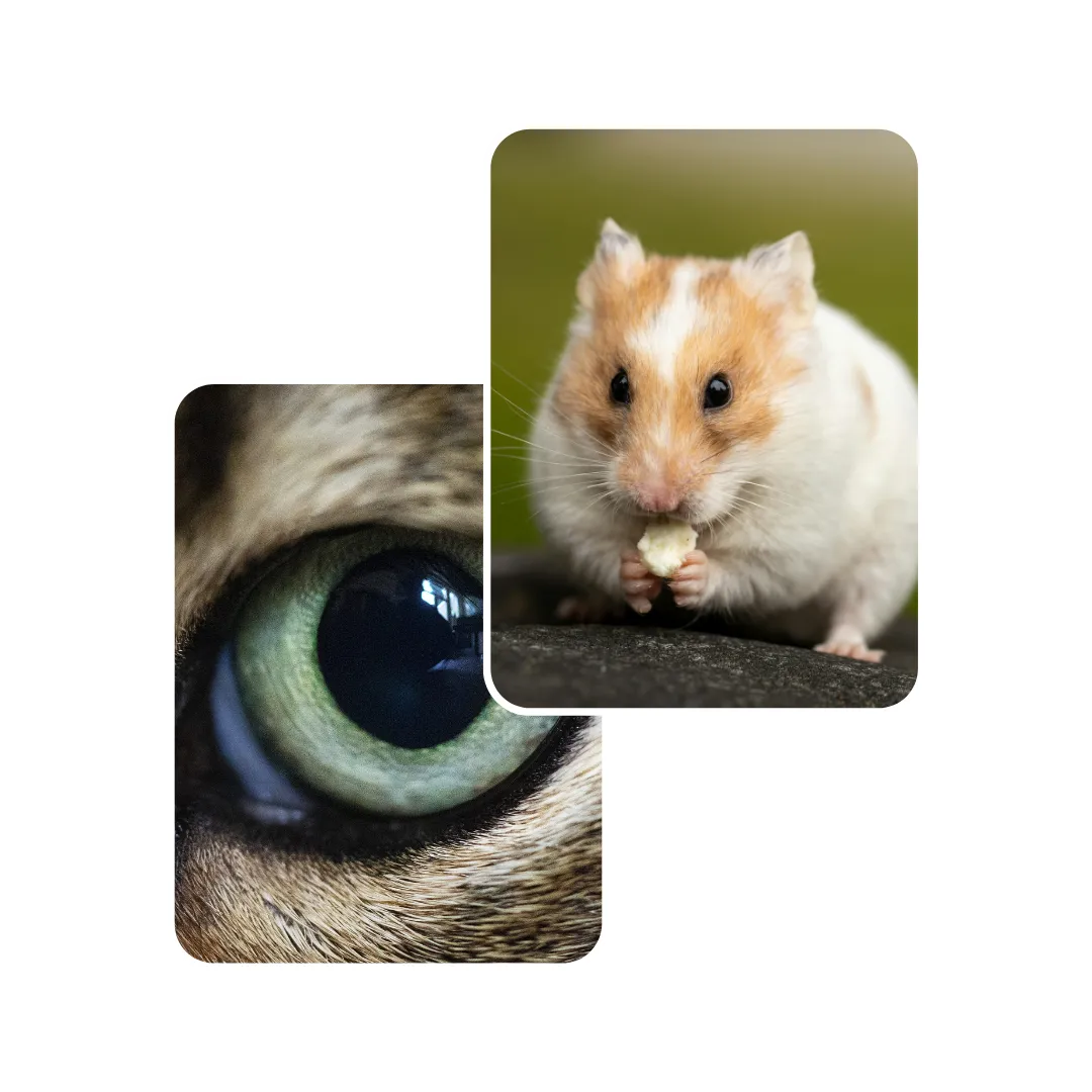 hamster eye infection