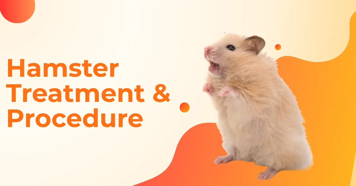 Picture of Hamster Pet Health Guide | Diet, Habitat & Common Illnesses