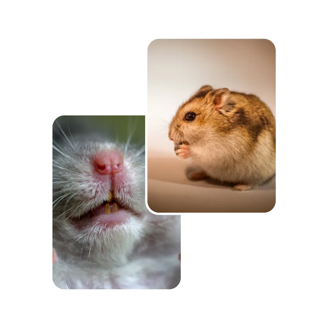 hamster teeth skimming