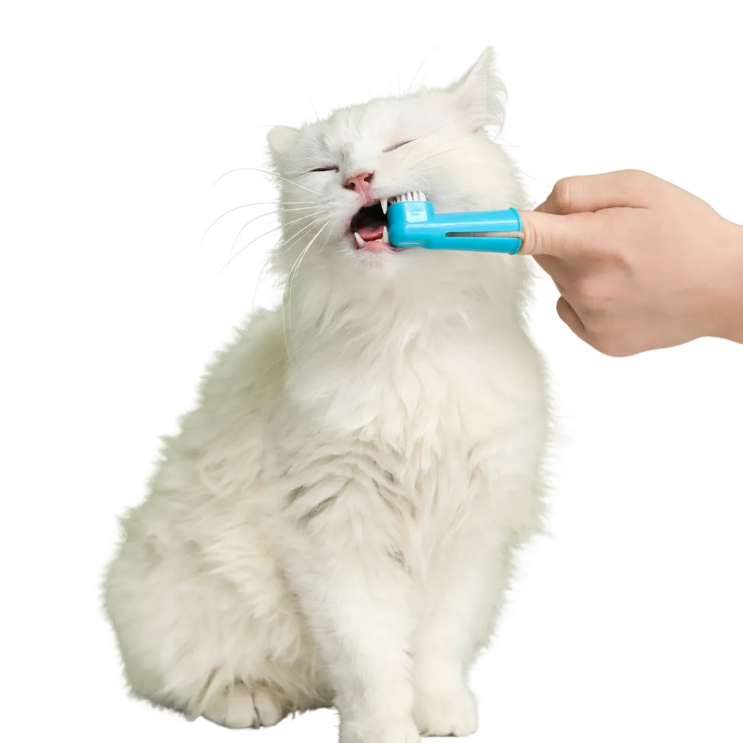 health issue in small animals