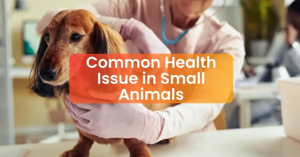 health issue in small animals