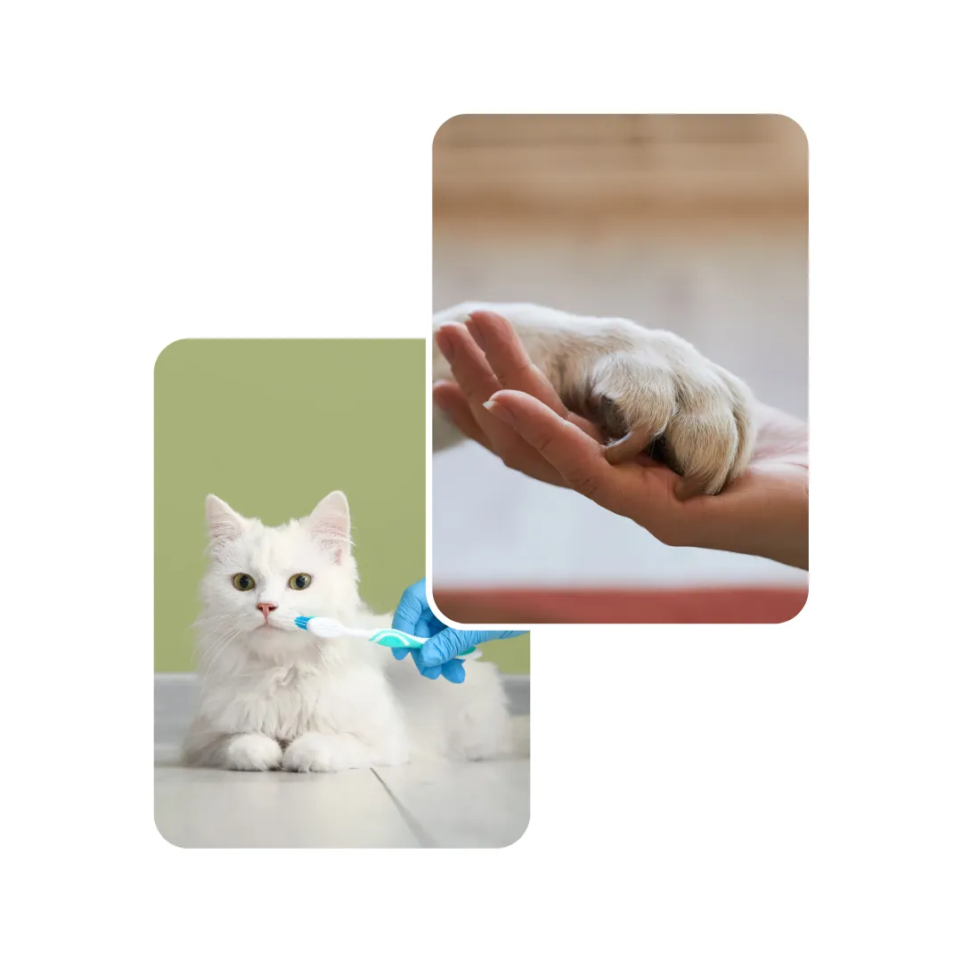 health issue in small animals