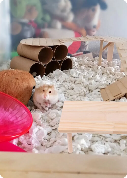 how to take care of a hamster