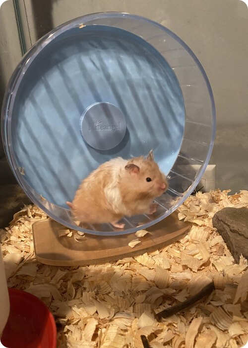 how to take care of a hamster