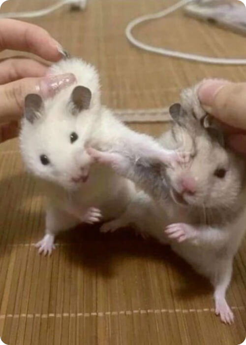 how to take care of a hamster