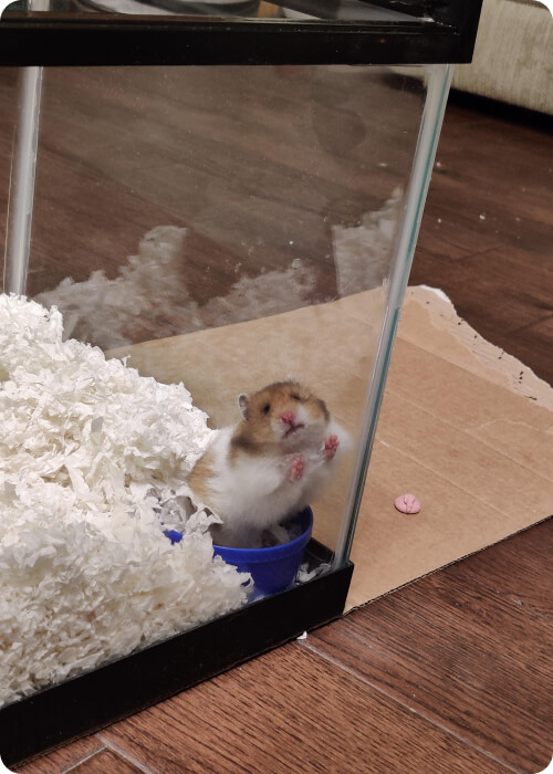 how to take care of a hamster