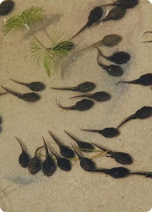 life cycle of a frog