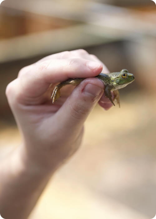 life cycle of a frog