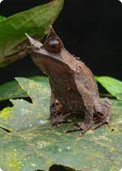 life cycle of a frog