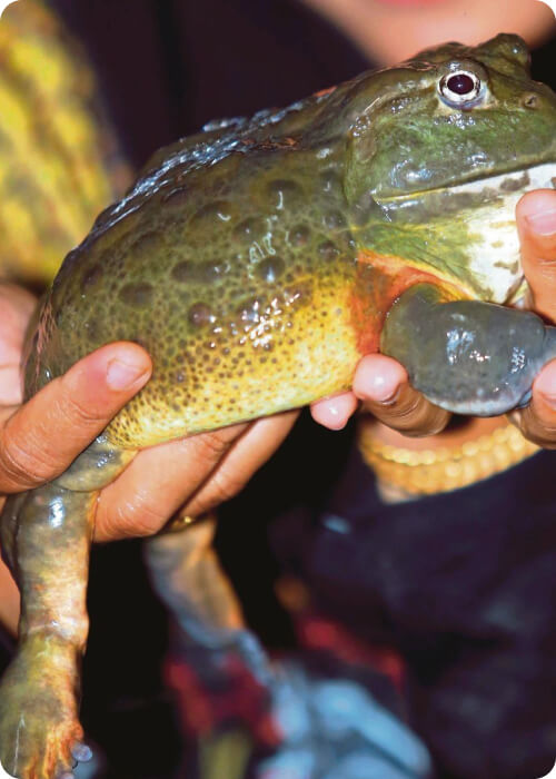 life cycle of a frog