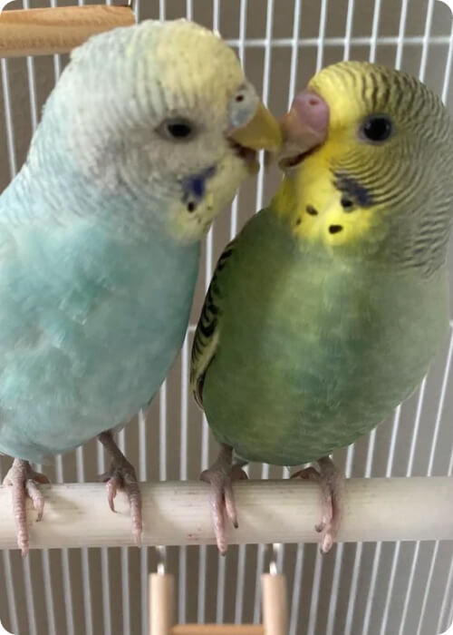 malaysian parrot