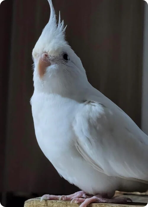 malaysian parrot