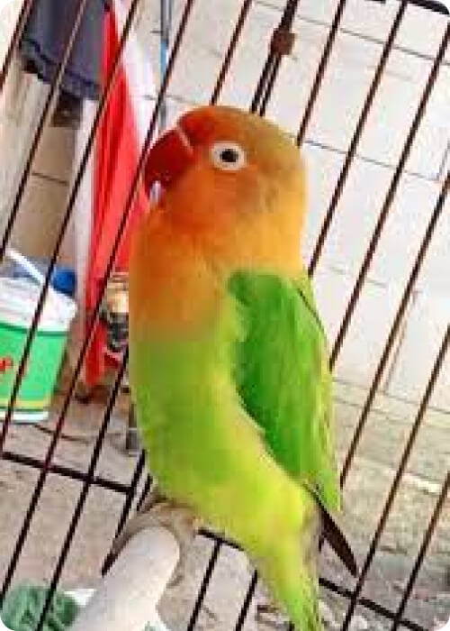 malaysian parrot
