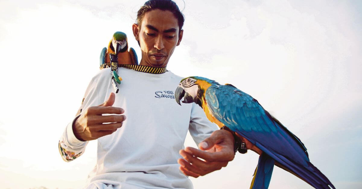 malaysian parrot