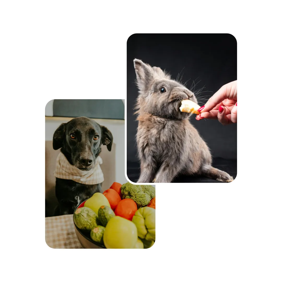 nutrition for exotic pets