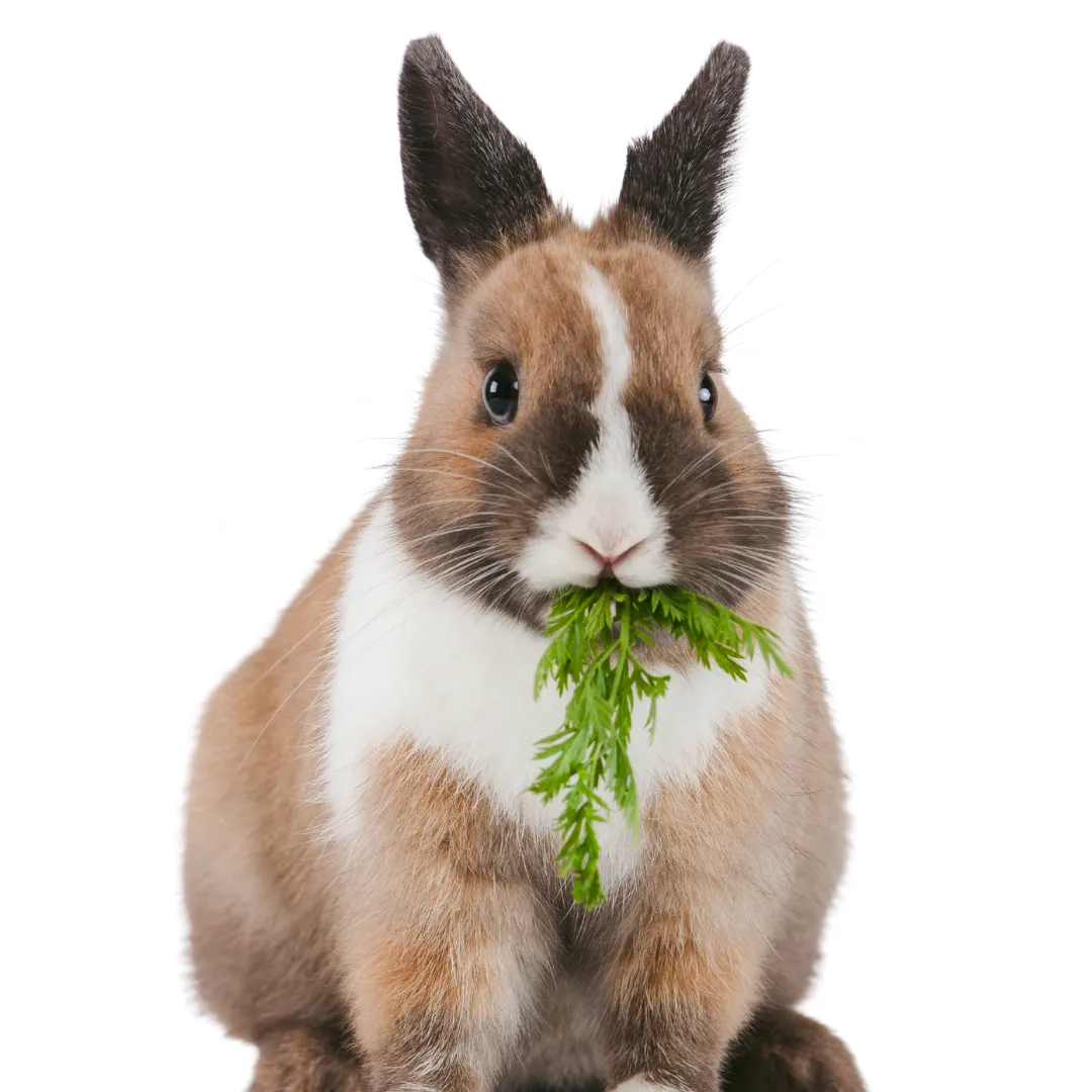 nutrition for exotic pets