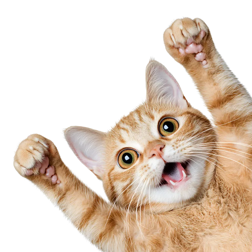 pet cat