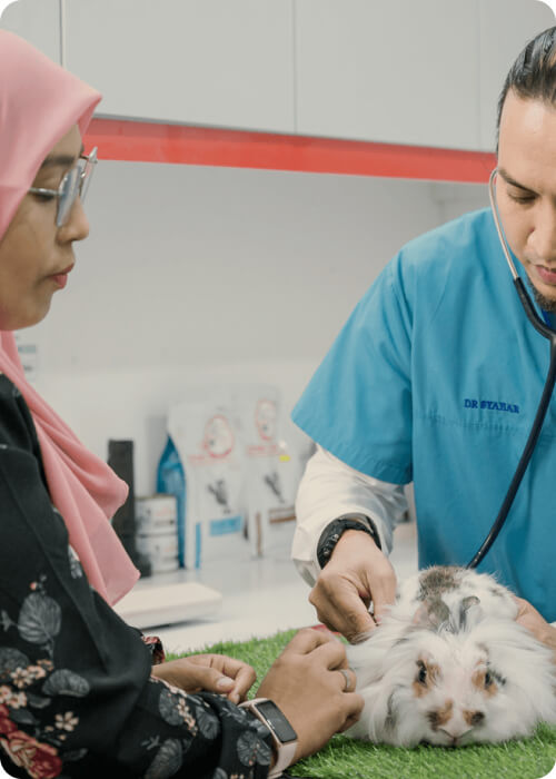 pet insurance 