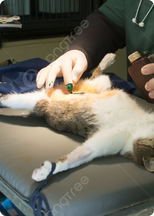 pet insurance 