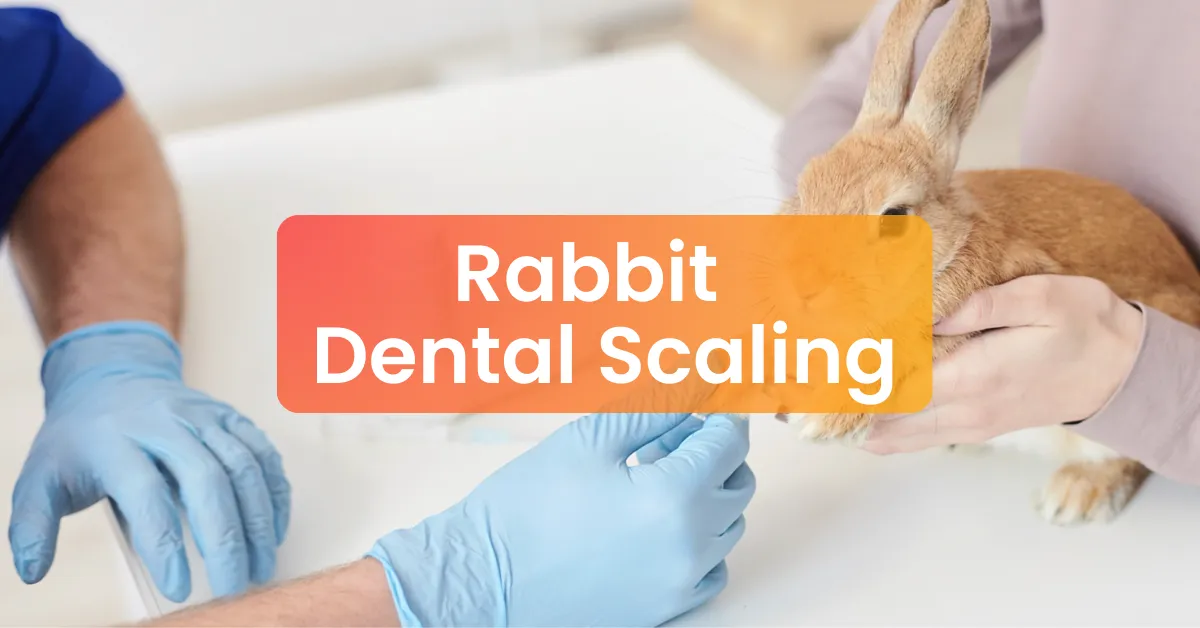 Picture of Rabbit Dental Scaling Procedure | Vet Clinic Subang Jaya
