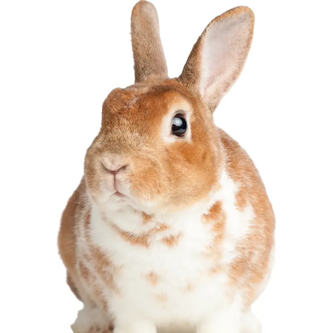 rabbit dental scaling