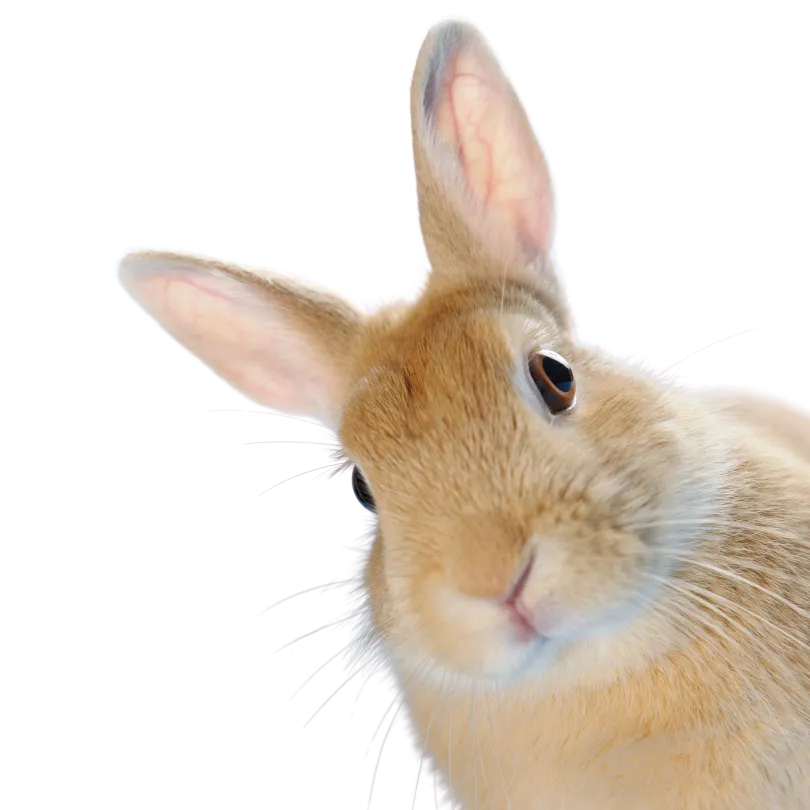 rabbit pet