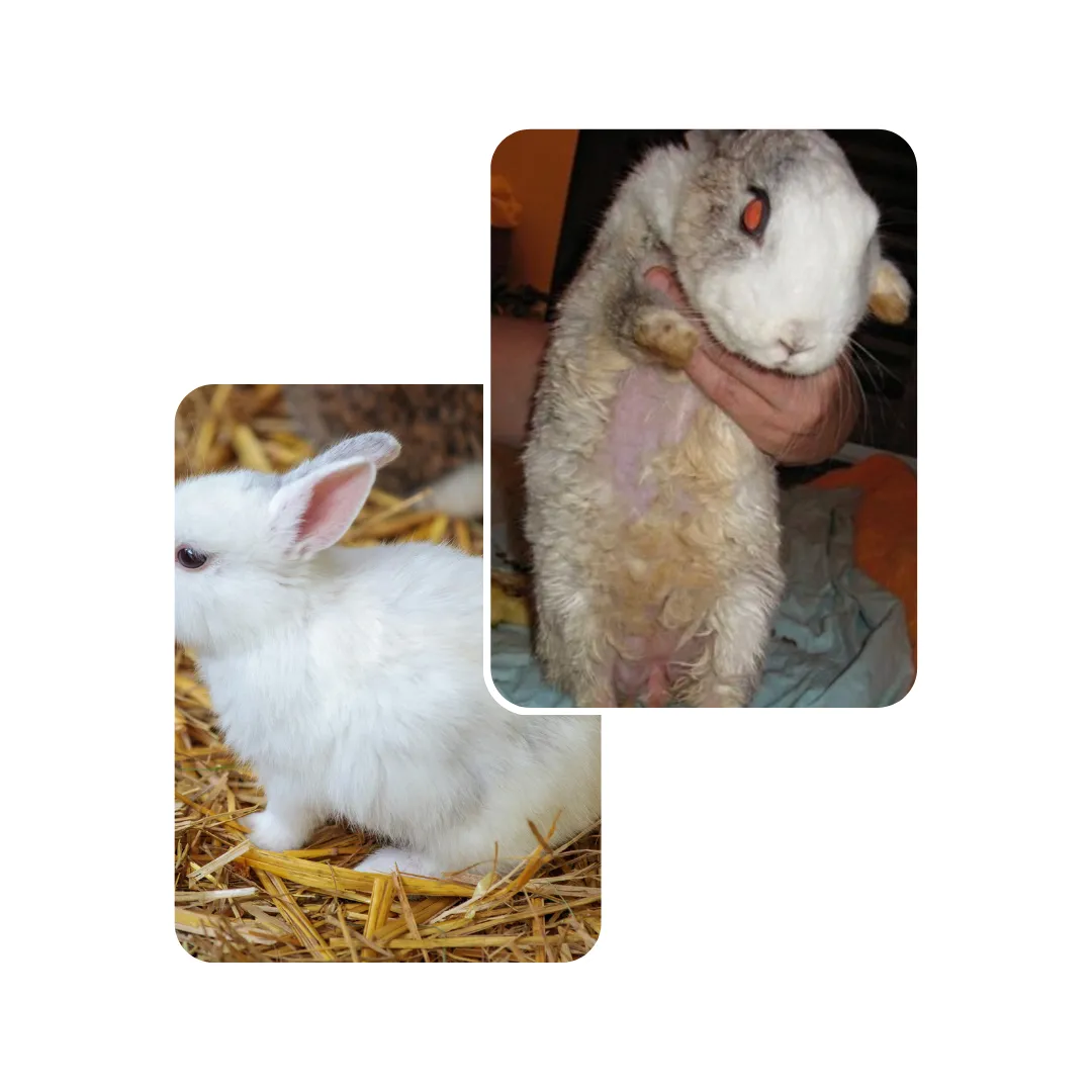 rabbit urinary
