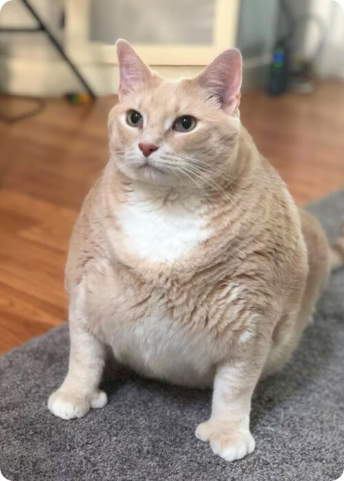 short legged cat munchin cat malaysia