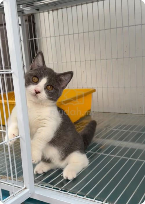 short legged cat munchin cat malaysia