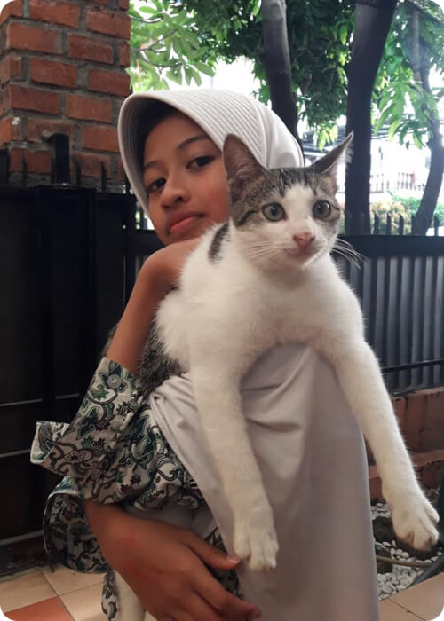 short legged cat munchin cat malaysia