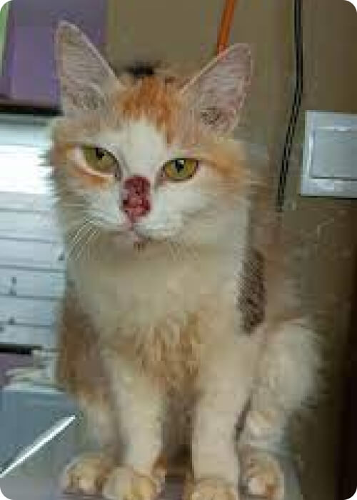 short legged cat munchin cat malaysia