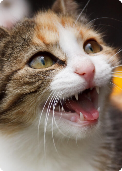 short legged cat munchin cat malaysia