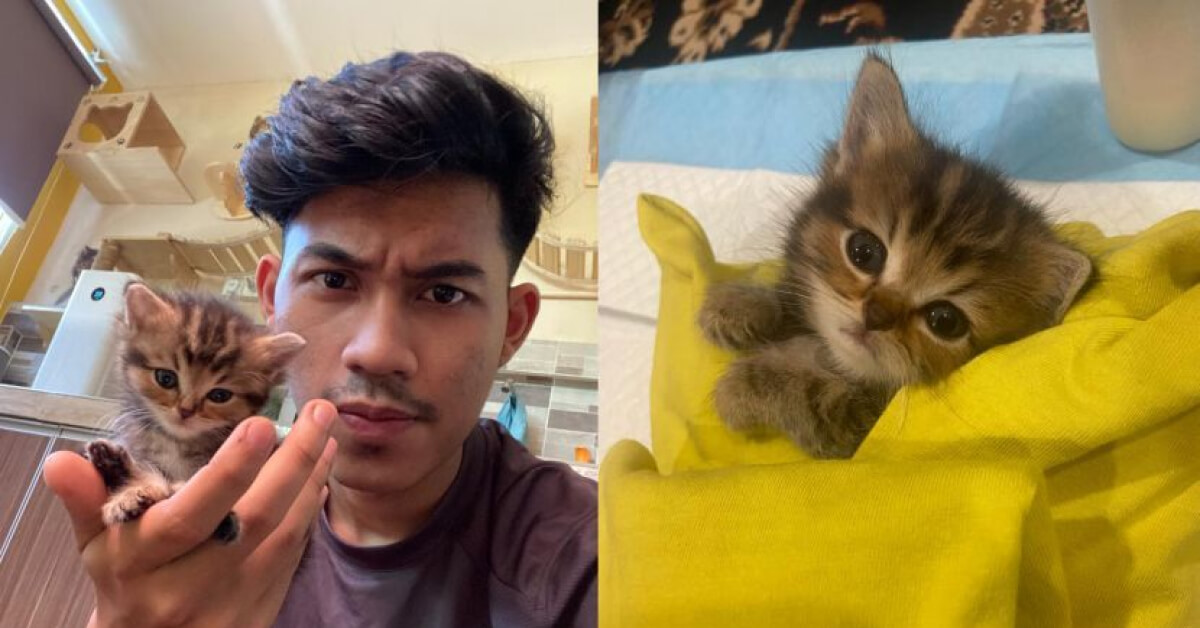 short legged cat munchin cat malaysia