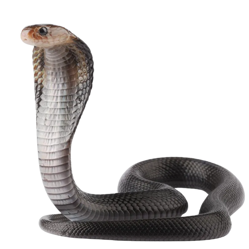 snake pet