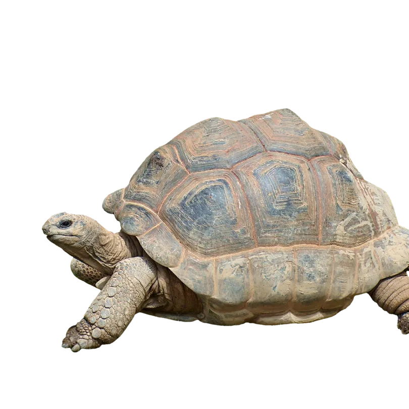 tortoise pet