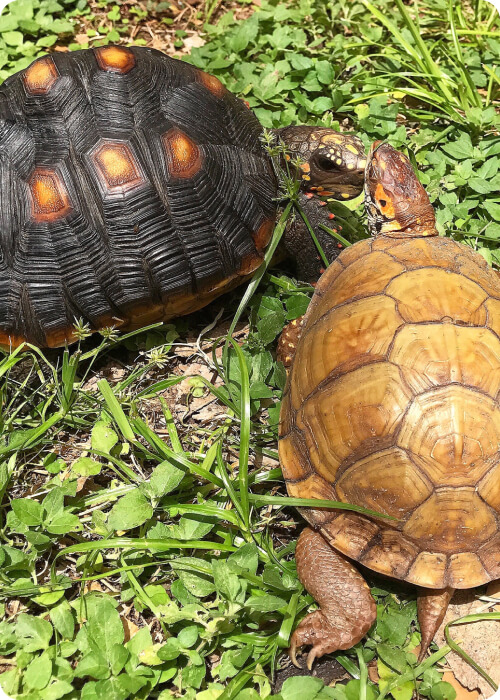 turtle vs tortoise