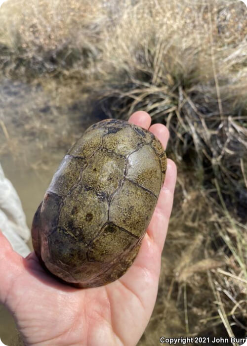 turtle vs tortoise