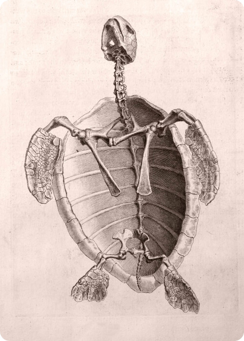 turtle vs tortoise