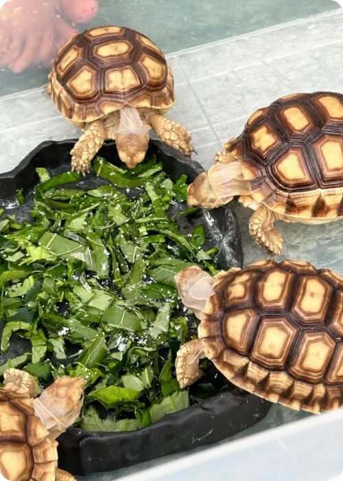 turtle vs tortoise
