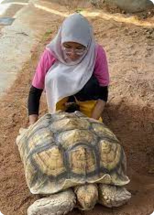 turtle vs tortoise