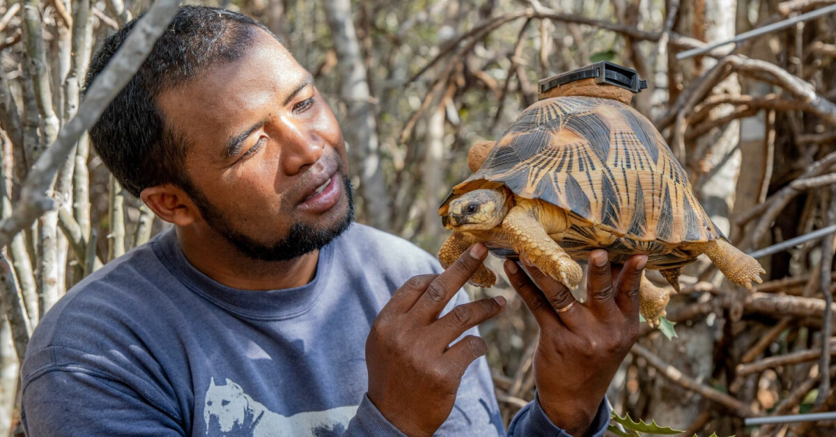 turtle vs tortoise