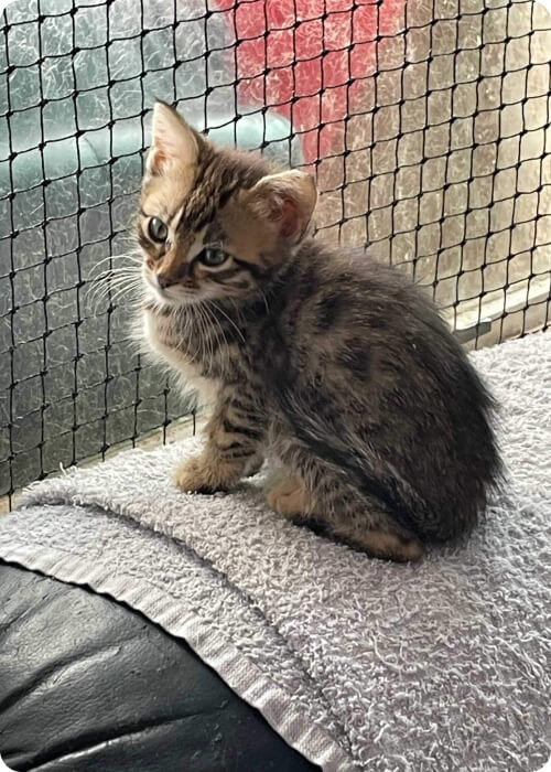 domestic shorthair malaysia cat