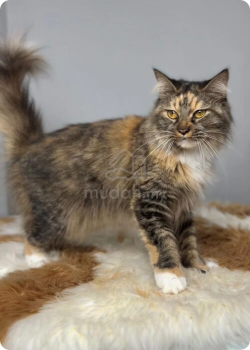 persian cat in malaysia